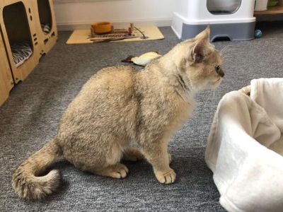 写小猫乖巧可爱的小练笔