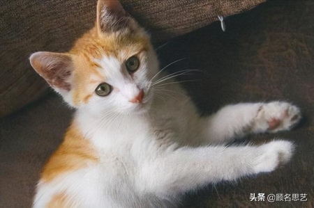 波斯猫和金吉拉猫，这两者有什么分别？波斯猫和金吉拉猫的对比介绍