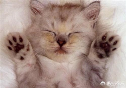 写小猫的小练笔
