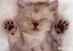 写小猫的小练笔