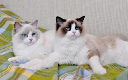 写小猫的小练笔
