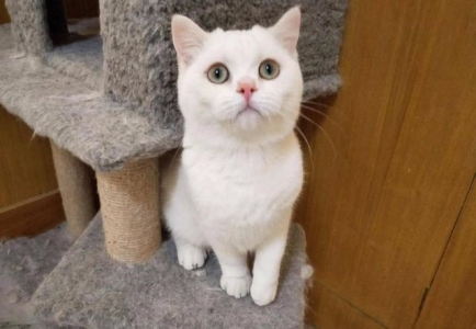 写小猫的小练笔