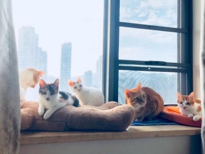 13课猫的小练笔