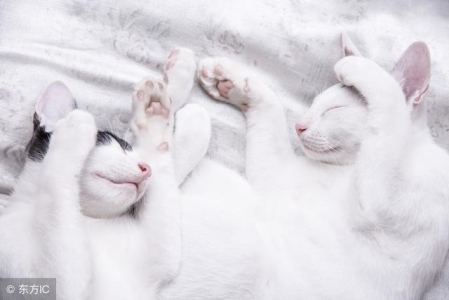 新手养猫，应该这样喂！可千万别拿喂食这件事做实验！