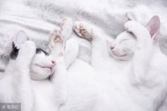 新手养猫，应该这样喂！可千万别拿喂食这件事做实验！