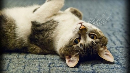 新手养猫，应该这样喂！可千万别拿喂食这件事做实验！