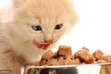 训练猫咪捡东西
