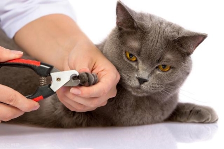 训练猫咪捡东西