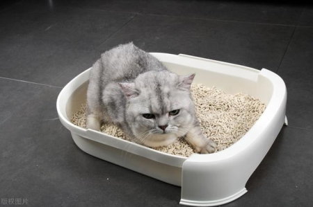 训练猫咪捡东西