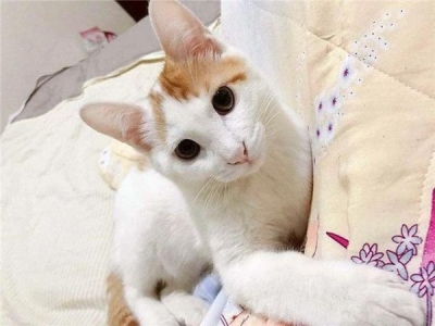 怎么训练小猫不乱叫