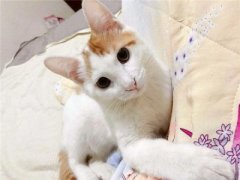 训练小猫不乱叫