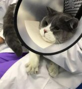 猫眼的颜色是什么样？猫猫的眼睛是彩色的？