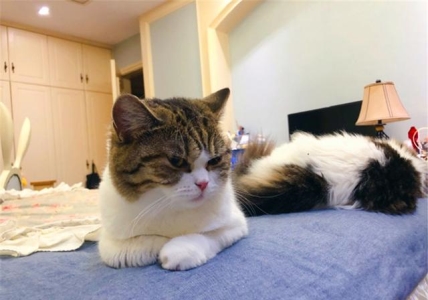 猫眼的颜色是什么样？猫猫的眼睛为什么是彩色的？