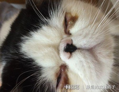 猫眼的颜色是什么样？猫猫的眼睛为什么是彩色的？