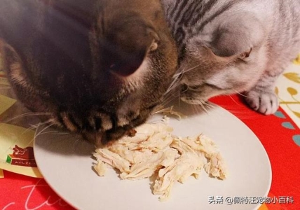 猫传腹是被吓出来的病