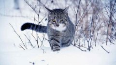 你家猫咪有拉稀过吗？猫咪拉稀的真相该治？