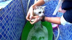 人不在家，猫咪办？猫咪会感到抑郁吗？
