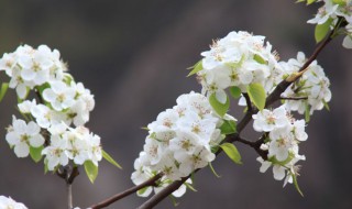 梨花树会结梨子吗