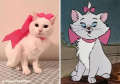 养猫的人说猫忠诚？狗与猫哪个对主人更忠诚？