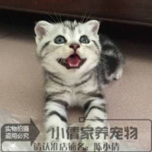 为什么养猫的人说猫忠诚？狗与猫哪个对主人更忠诚？