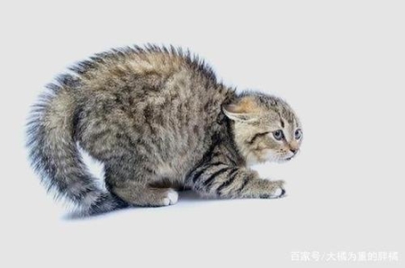 猫咪死后灵魂会在家里吗？