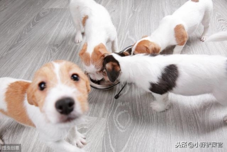 从狗狗大便的颜色形状来判断处于良好的状态状况，宠物粪便里的知识，铲屎官学一下