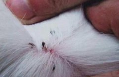 猫鼻支？猫咪猫鼻支的病因医治及应对措施