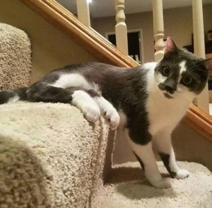 三个月的蓝猫怎么训练