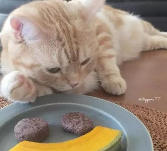 三个月的蓝猫怎么训练