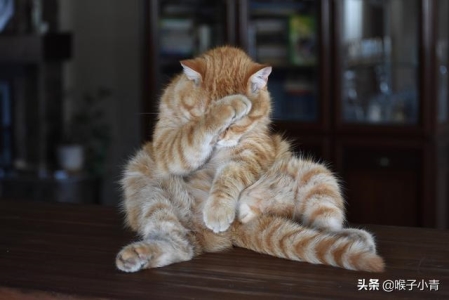 猫咪为啥在早上的时候最粘人？猫咪早上粘人的真相有4个