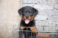 狗狗可以吃盐吗？为什么说狗狗不可以吃盐？