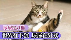 猫咪看到刚出生的孩子，眼睛瞪得像铜铃：你怀那么久就生了一个？猫刚出生眼睛是睁着的