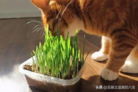 猫冠状病毒能完全治好吗？