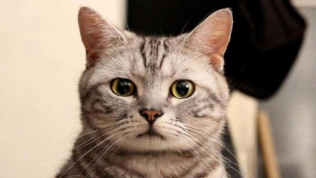 猫为什么如此受宠爱？因为它有这6种魅力，养猫的人肯定感受过