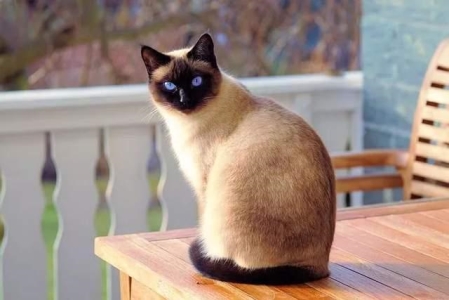 猫为什么如此受宠爱？因为它有这6种魅力，养猫的人肯定感受过
