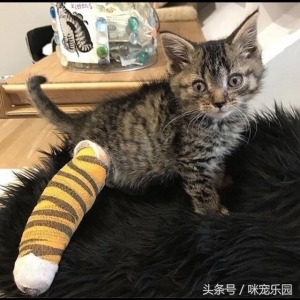 猫为什么如此受宠爱？因为它有这6种魅力，养猫的人肯定感受过