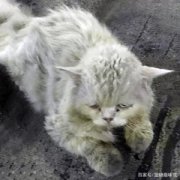 训练布偶猫握手