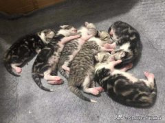 和猫玩耍不是随便甩甩逗猫棒，与猫玩耍需要注意的8项！