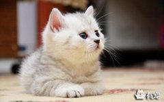 猫的小练笔150字