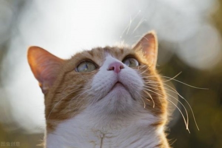 猫猫滴虫病有什么症状？