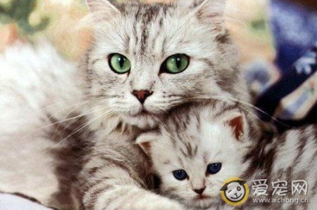 猫猫滴虫病有什么症状？