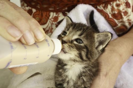 折耳猫半年不发病就永远不会