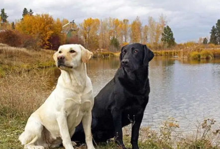 泰迪犬发出呜呜声，宠主要注意了，它是想告诉你这几件事！