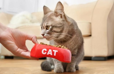猫咪为什么爱洗脸？猫咪爱洗脸是想去除污垢，和消除体臭