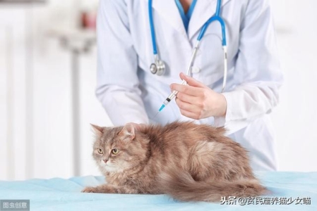 猫吃了死老鼠、药物中毒，铲屎官到底该怎么预防？猫吃到死老鼠药要吃什么药