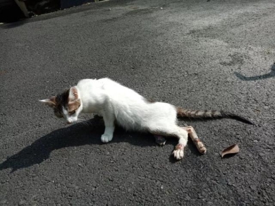 猫咪体内驱虫药大盘点，不聊频率只聊功效，不选贵的只选对的 猫体内驱虫药