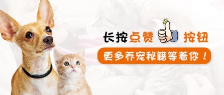 猫咪淋巴结肿大症状