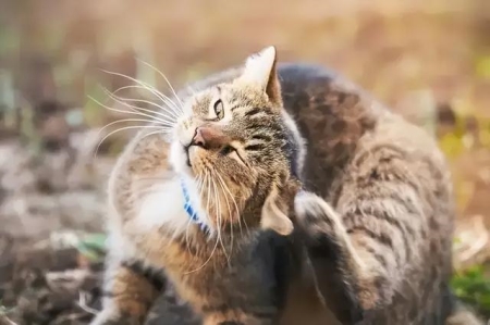 蓝白折耳猫容易生病吗？