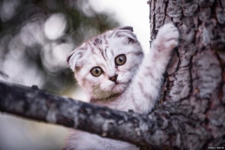 蓝白折耳猫容易生病吗？