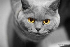 养猫必备！猫咪驱虫最全攻略！看这一篇就够了？猫咪驱虫科学做法